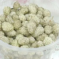 توت درجه یک
