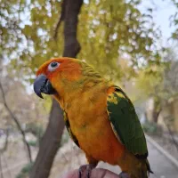 طوطی|پرنده|اصفهان, کشاورزی|دیوار