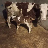 گاو وگوساله نر