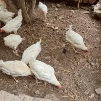 مرغو خروس