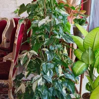 گل ابلق و تری کالر لوکس و بدون مشابه
