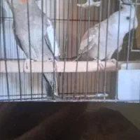 عروس هلندی مولد