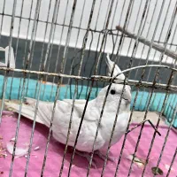 طوطی‌آلبینو|پرنده|تولم شهر, |دیوار