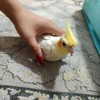 پرنده عروس هلندی