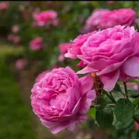 گل محمدی
