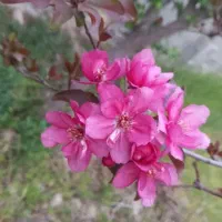 فروش باغ تهاتر با واحد و خودرو|فروش زمین و ملک کلنگی|رباطکریم, منجیل آباد|دیوار