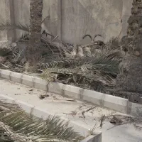 پیش نخل|خدمات باغبانی و درختکاری|بندرعباس, |دیوار