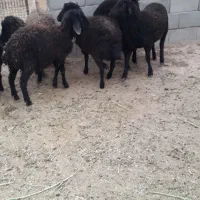 بره‌ماده‌۲۵‌کیلوی‌اراس‌نر