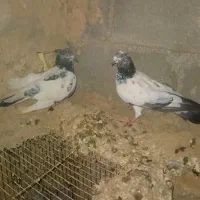 کبوتر رنگی