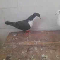 کراواتی ماده کاکلی