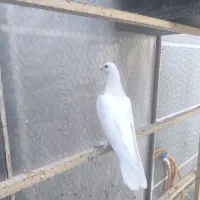کبوتر