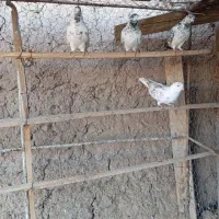 کودکبوتر