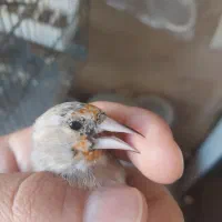 سهره نر دورگ داغسر