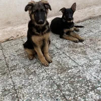 توله ژرمن شیانلو