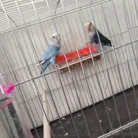 طوطی کوتوله سخن گو 10کلمه بلده تخم گذار