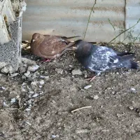 کبوتر درجه یک بوشهری،پرتقالی،طوقی اصل،طوقی پاپر