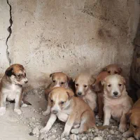 سگ سرابی