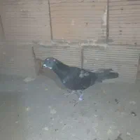 سبز