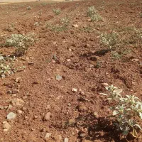 کاه نخود گندم وجوونیشکر