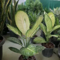 گل دیفن کارملا