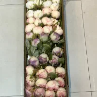 گل  تک شاخه پیونی