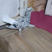 ماده کوهی دمسفید