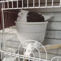 تعداد ۲۰ عدد کبوتر جفت گاه یکجا پای هم ۸میلیون|پرنده|مشهد, کلاهدوز|دیوار