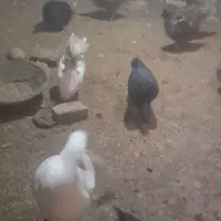 فروش مرغ و بوقلمون