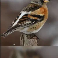 سهره قناری گلبسر