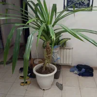 گل پاندانوس و گلدان سرحال بزرگ