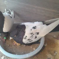 کبوتر سینه ای