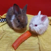 یک جفت خرگوش بسیار کوچک|موش و خرگوش|پرند, فاز ۶|دیوار