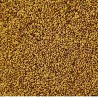 بذر یونجه|حراج|مرودشت, بیست متری بیمارستان|دیوار