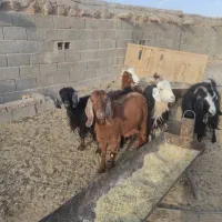 ۹راس بز جوان داشتی