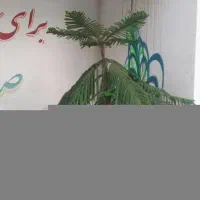 کاج مطبق