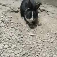 خرگوش نر و ماده