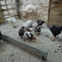 مرغ و خروس|حیوانات مزرعه|سیدان, |دیوار