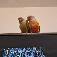 یک جفت گرینچیک