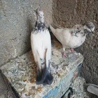 کله دمسبز|پرنده|بروجرد, |دیوار