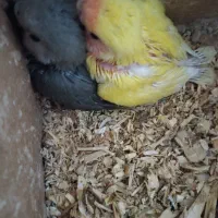 جوجه طوطی برزیلی و عروس هلندی