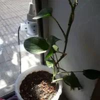 گل وگلدان|گل و گیاه طبیعی|کامیاران, |دیوار