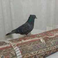 کبوتر|پرنده|اصفهان, ارداجی|دیوار