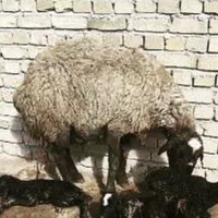 فـروشَ بره ژِنِ گوسفند resope میش شال قَزوین