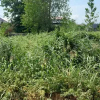 زمین 204 متری دستک. خزر مسکونی سند تکبرگ|فروش زمین و ملک کلنگی|کیاشهر, |دیوار