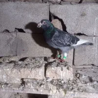 کبوتر دورگه و تکپر|پرنده|نگین شهر, |دیوار