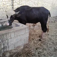 گاومیش فحل در شادگان