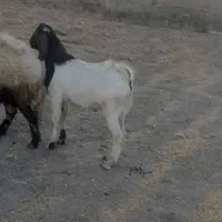 بز‌نر|حیوانات مزرعه|نهاوند, |دیوار