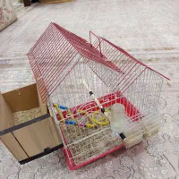 طوطی|پرنده|مریوان, |دیوار