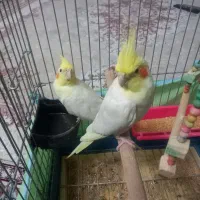 دو تا عروس هلندی یکیش دستی|پرنده|تاکستان, |دیوار