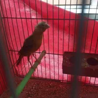 قناری ماده|پرنده|مبارکه, |دیوار